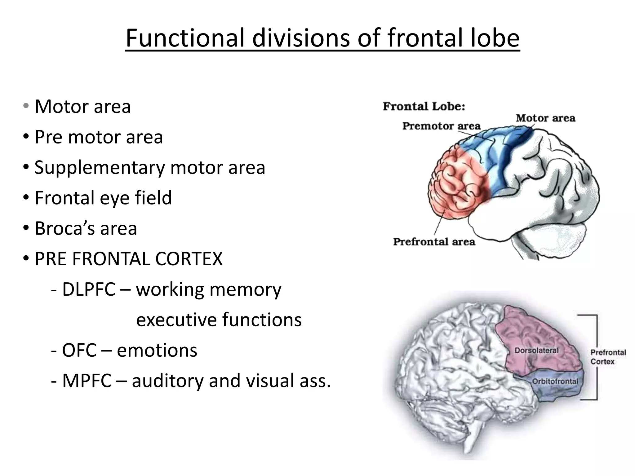 Functional divisions of frontal lobe

• Motor area
• Pre motor area
• Supplementary motor area
• Frontal eye field
• Broca’s area
• PRE FRONTAL CORTEX
    - DLPFC – working memory
              executive functions
    - OFC – emotions
    - MPFC – auditory and visual ass.
 