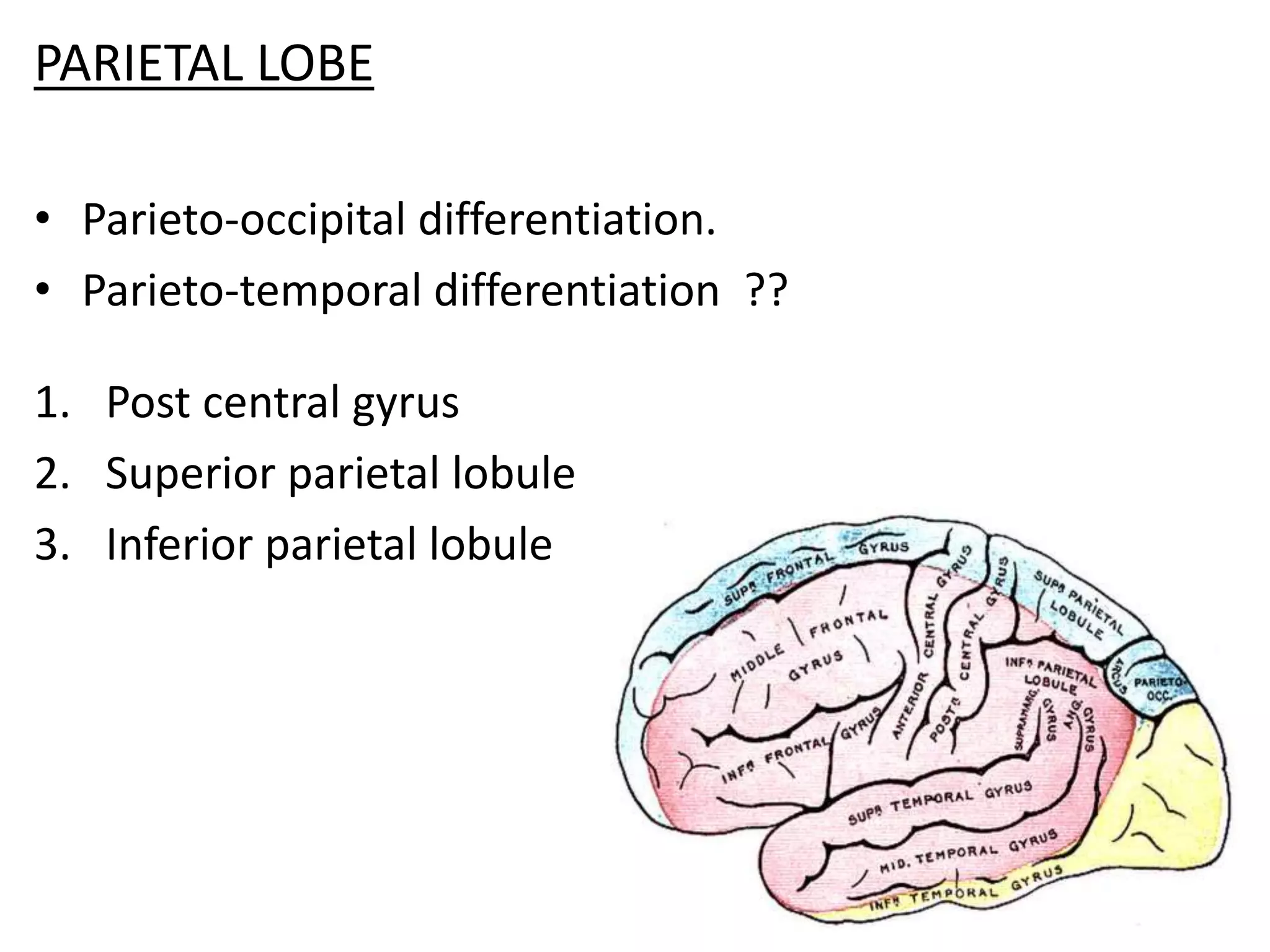 PARIETAL LOBE

• Parieto-occipital differentiation.
• Parieto-temporal differentiation ??

1. Post central gyrus
2. Superior parietal lobule
3. Inferior parietal lobule
 