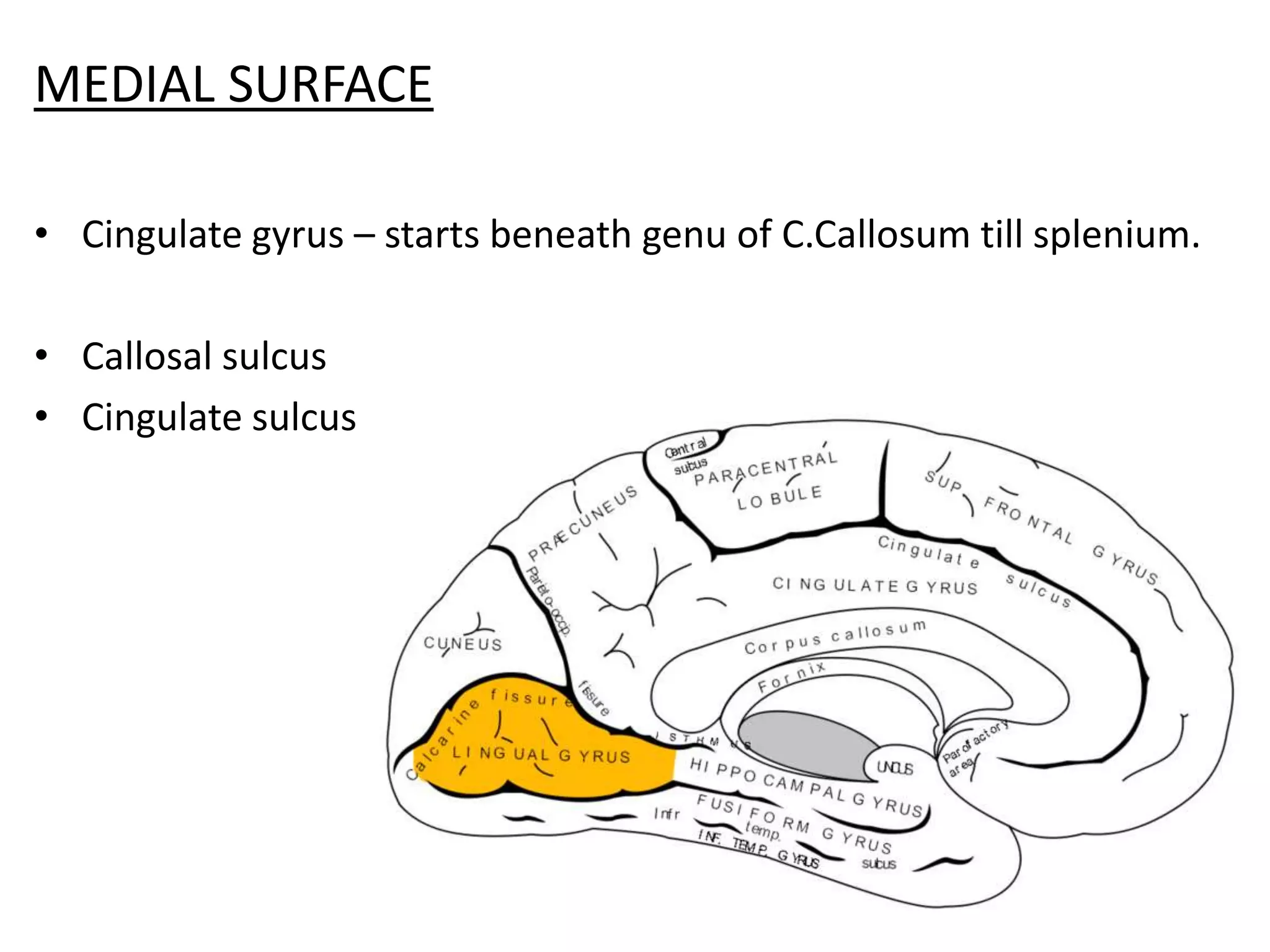MEDIAL SURFACE

• Cingulate gyrus – starts beneath genu of C.Callosum till splenium.

• Callosal sulcus
• Cingulate sulcus
 