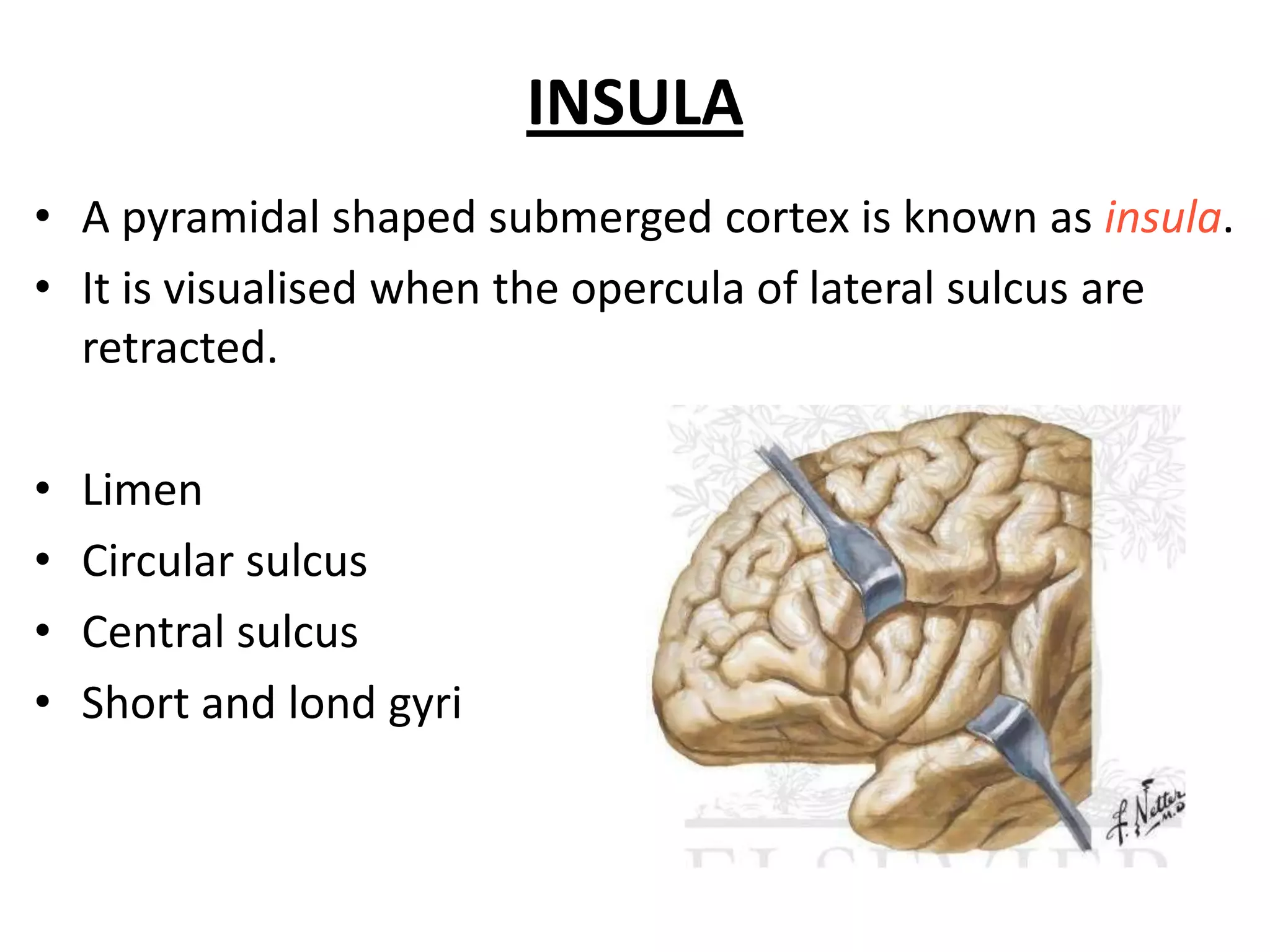 INSULA
• A pyramidal shaped submerged cortex is known as insula.
• It is visualised when the opercula of lateral sulcus are
  retracted.

•   Limen
•   Circular sulcus
•   Central sulcus
•   Short and lond gyri
 