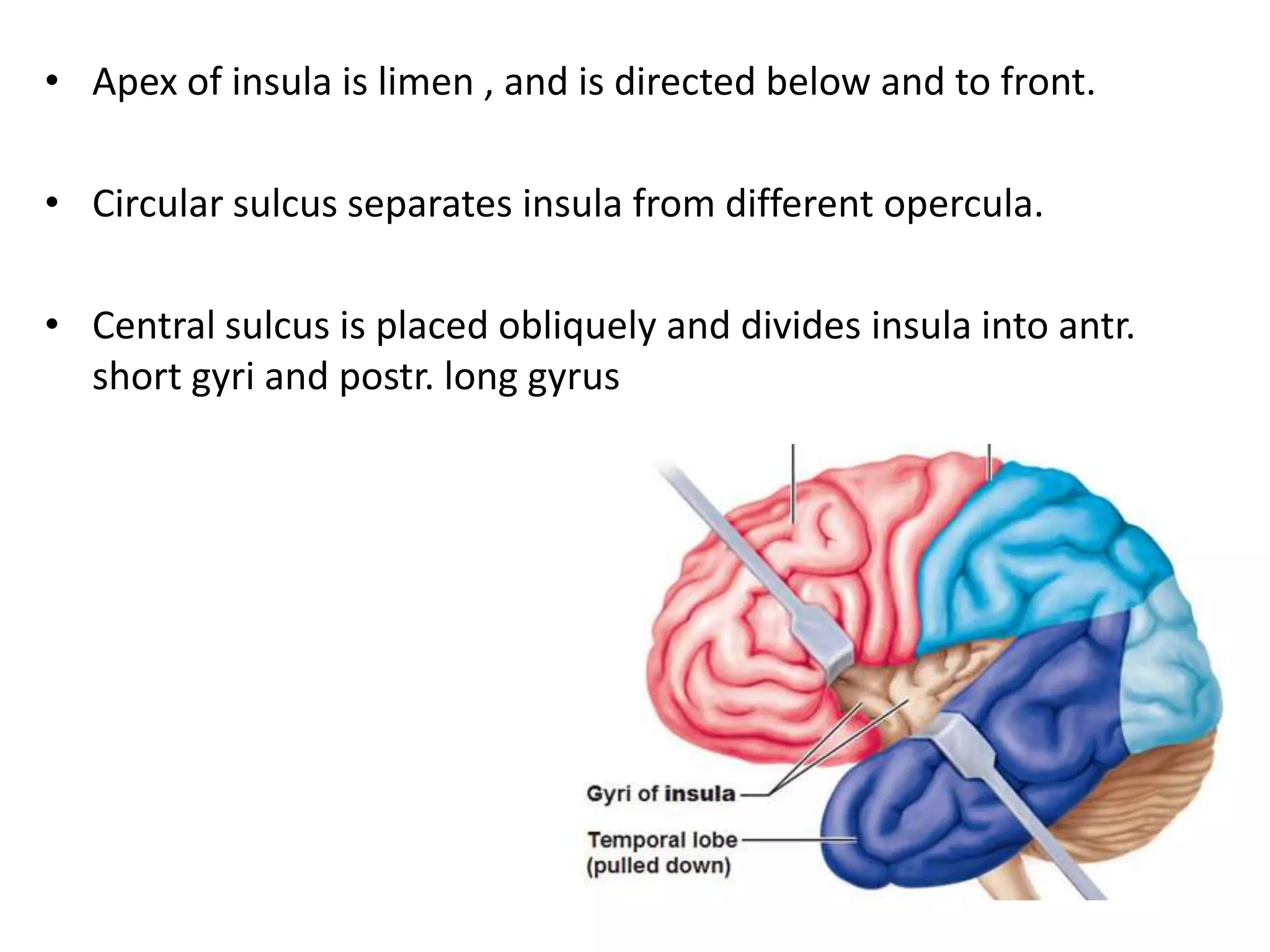 • Apex of insula is limen , and is directed below and to front.

• Circular sulcus separates insula from different opercula.

• Central sulcus is placed obliquely and divides insula into antr.
  short gyri and postr. long gyrus
 