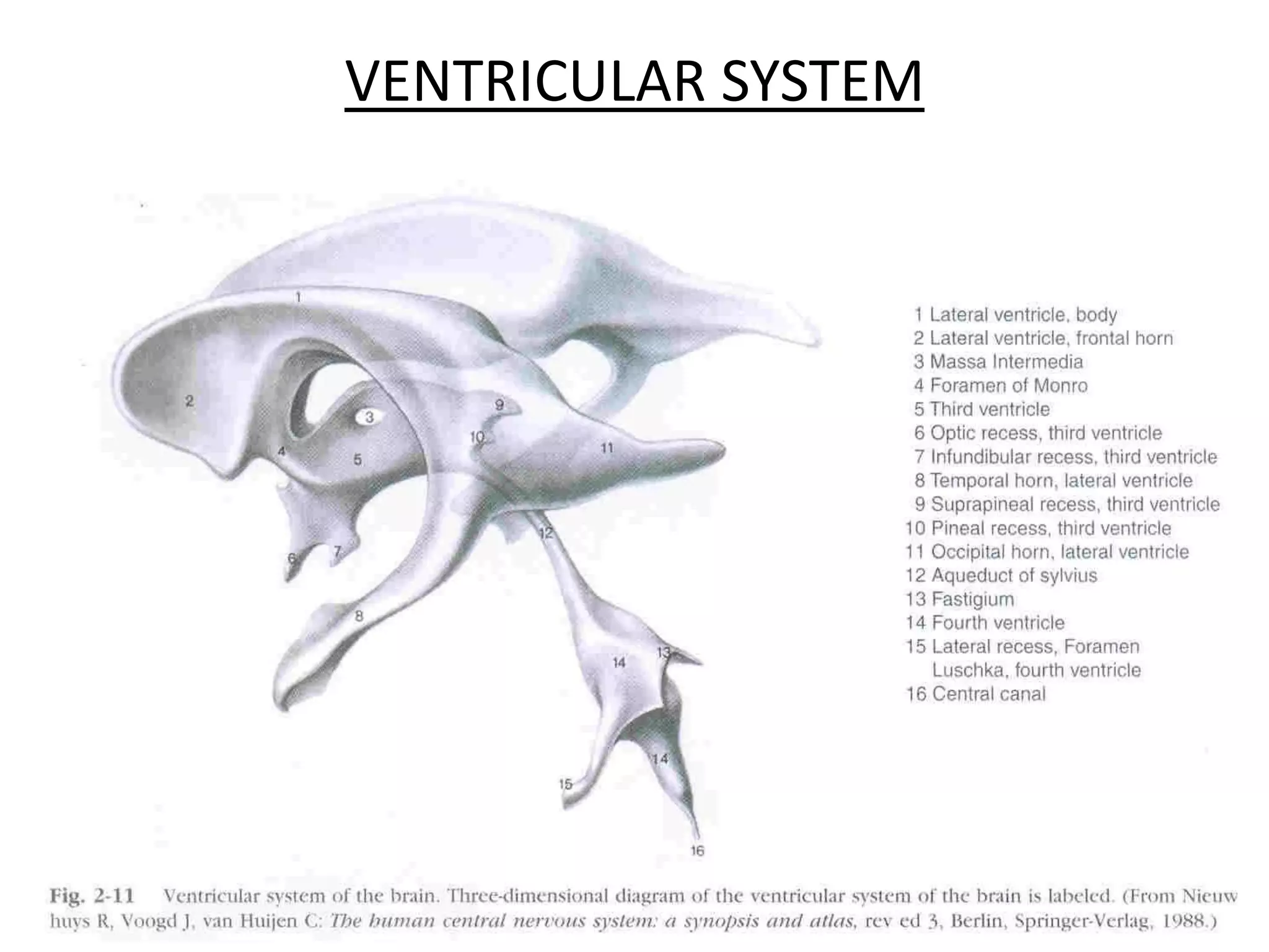 VENTRICULAR SYSTEM
 