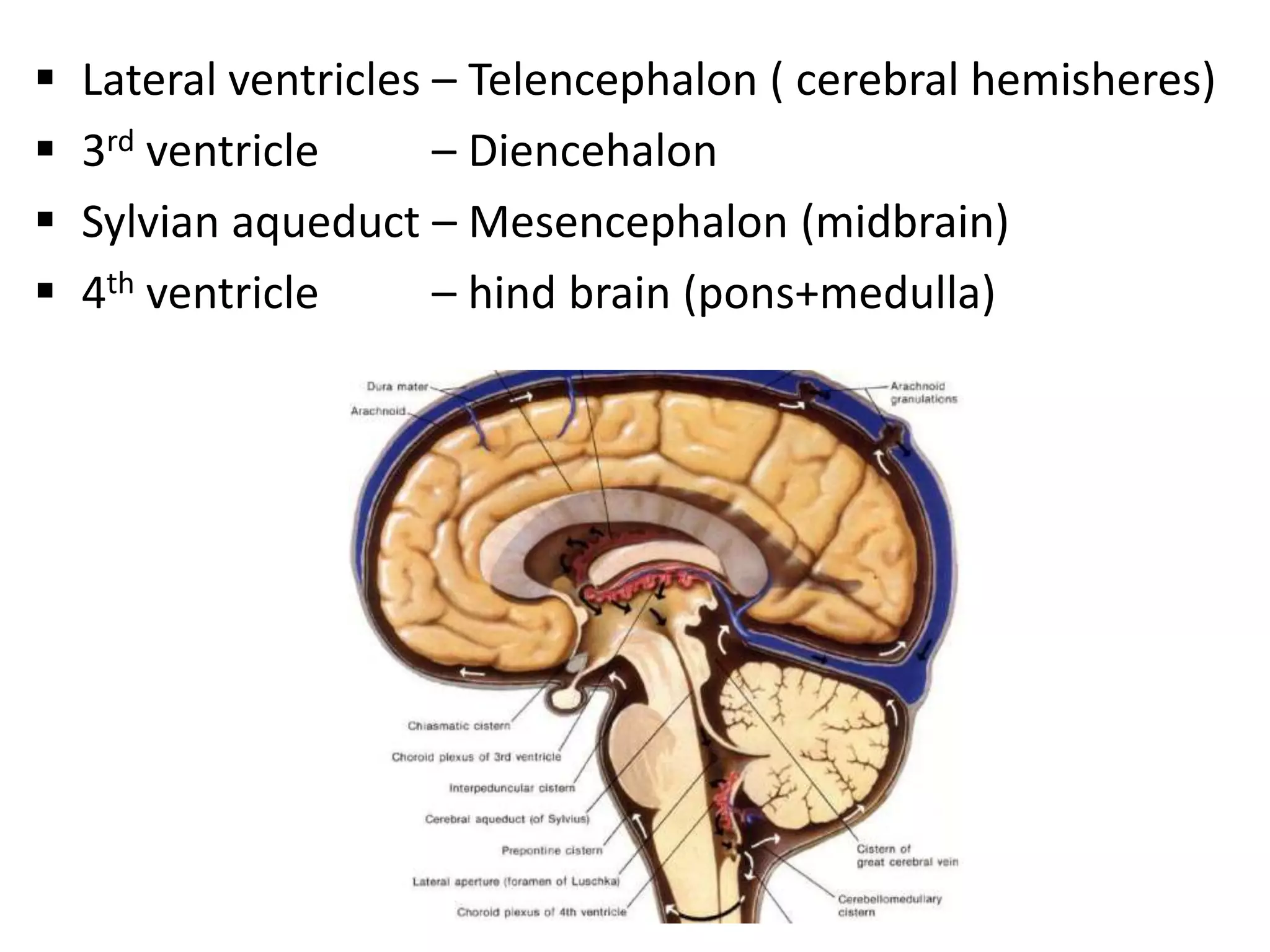    Lateral ventricles – Telencephalon ( cerebral hemisheres)
   3rd ventricle      – Diencehalon
   Sylvian aqueduct – Mesencephalon (midbrain)
   4th ventricle      – hind brain (pons+medulla)
 