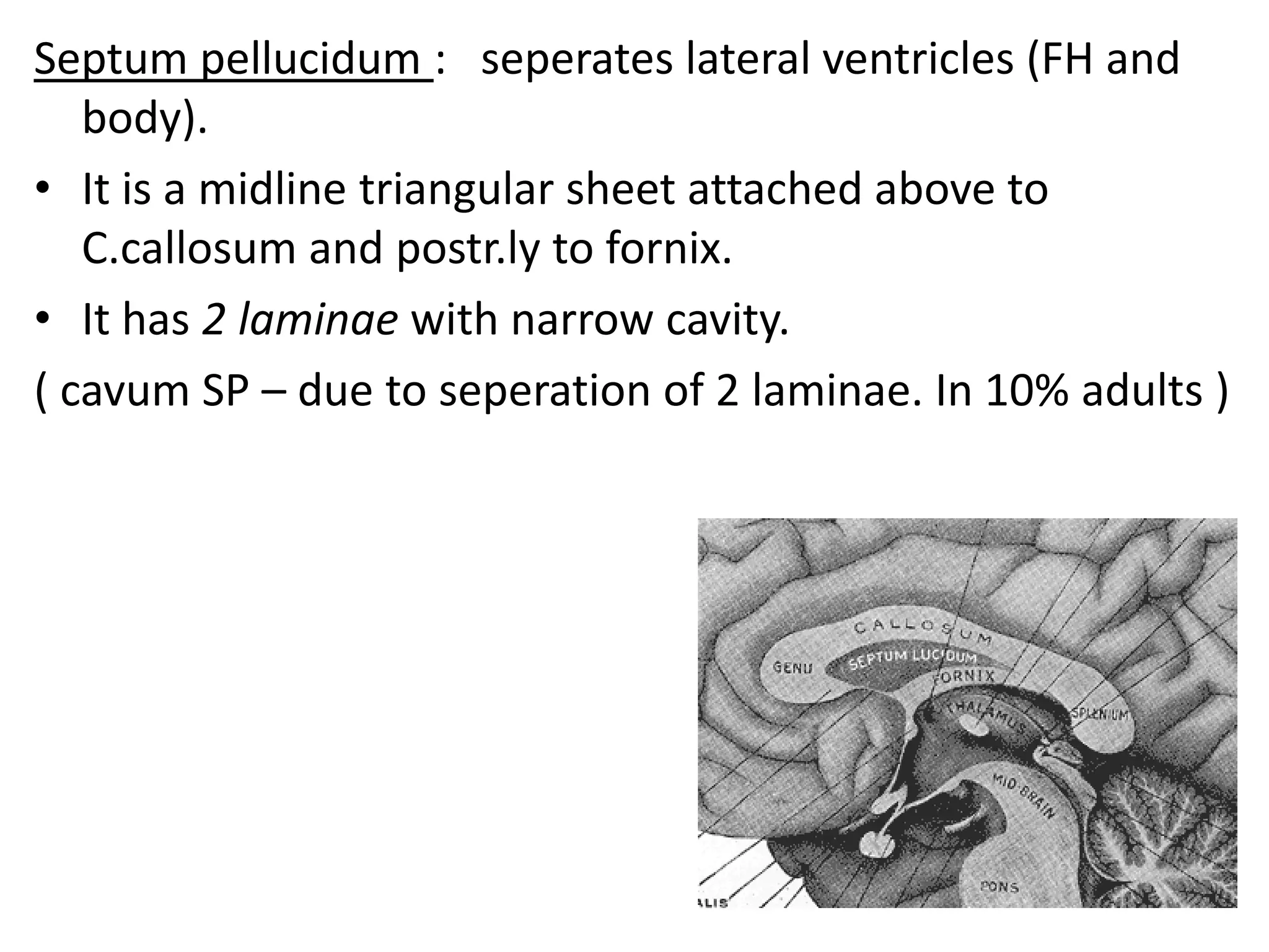 Septum pellucidum : seperates lateral ventricles (FH and
   body).
• It is a midline triangular sheet attached above to
   C.callosum and postr.ly to fornix.
• It has 2 laminae with narrow cavity.
( cavum SP – due to seperation of 2 laminae. In 10% adults )
 