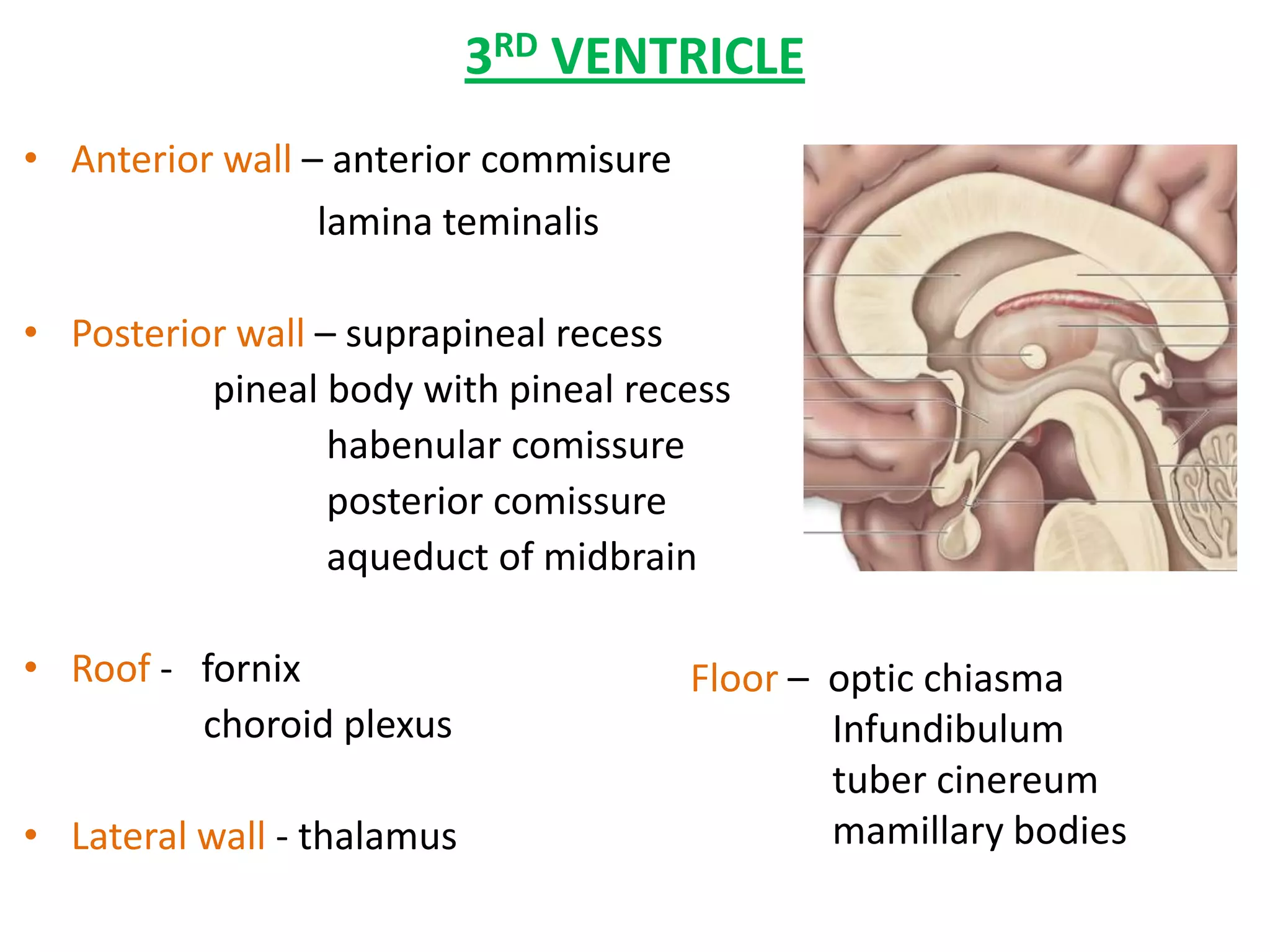 3RD VENTRICLE
• Anterior wall – anterior commisure
                 lamina teminalis

• Posterior wall – suprapineal recess
          pineal body with pineal recess
                  habenular comissure
                  posterior comissure
                  aqueduct of midbrain

• Roof - fornix                        Floor – optic chiasma
         choroid plexus                        Infundibulum
                                               tuber cinereum
• Lateral wall - thalamus                      mamillary bodies
 