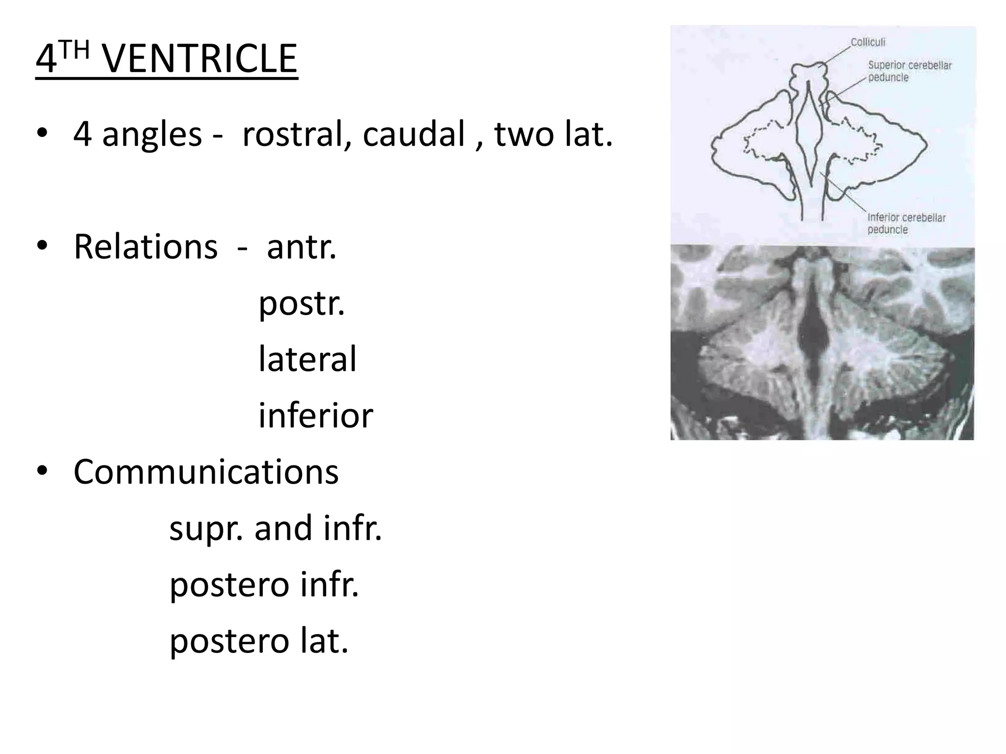 4TH VENTRICLE
• 4 angles - rostral, caudal , two lat.

• Relations - antr.
              postr.
              lateral
              inferior
• Communications
        supr. and infr.
        postero infr.
        postero lat.
 