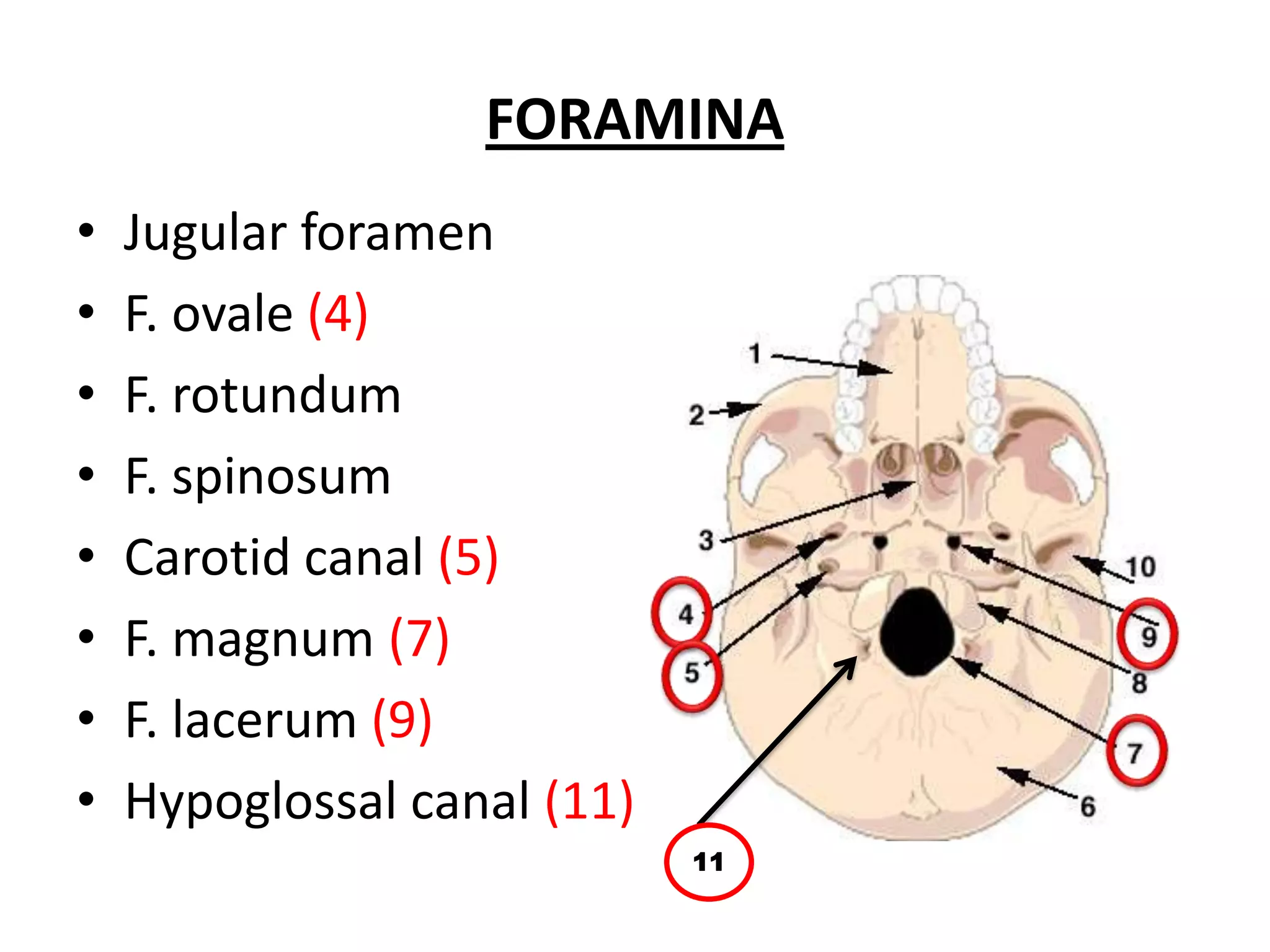 FORAMINA
•   Jugular foramen
•   F. ovale (4)
•   F. rotundum
•   F. spinosum
•   Carotid canal (5)
•   F. magnum (7)
•   F. lacerum (9)
•   Hypoglossal canal (11)
                             11
 