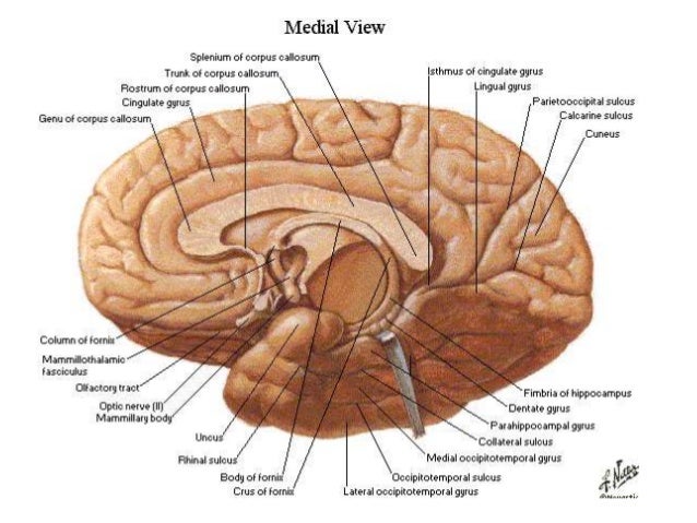 Imaging sectional anatomy of brain part 1