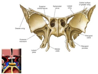 Peripheric Rim Location Imaging sectional anatomy of brain part 2 | PPTX