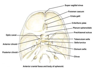 Sectional anatomy of brain part 2 | PPTX
