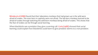 Mineka et al (1984) found that their laboratory monkeys that had grown up in the wild were
afraid of snakes. The ones born in captivity were not afraid. The lab-born monkeys learned to be
afraid of snakes through watching the wild-born monkeys being afraid of snakes. This shows that
the fear of snakes can be through social learning.
When blackbirds see a predator they give a warning call. Curio (1988) showed that social
learning could explain how blackbirds could learn to give predator alarms to a non-predator.
 