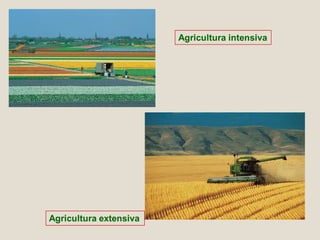 Segons la destinació de la
producció:
 Agricultura de subsistència o
d’autoconsum: Explotacions que
produeixen just el ne...
