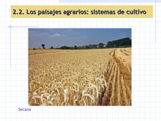 Secano 2.2. Los paisajes agrarios: sistemas de cultivo 