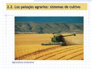 2.2. Los paisajes agrarios: sistemas de cultivo Agricultura extensiva 