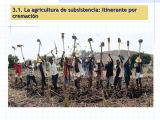 3.1. La agricultura de subsistencia: itinerante por cremación 