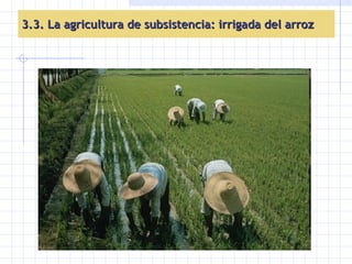 3.3. La agricultura de subsistencia: irrigada del arroz 