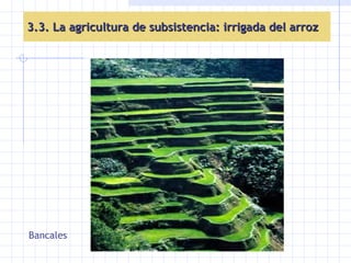 3.3. La agricultura de subsistencia: irrigada del arroz Bancales 