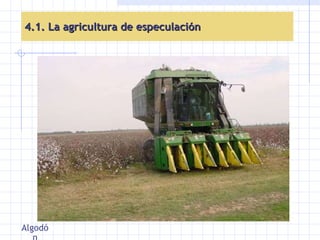 4.1. La agricultura de especulación Algodón 