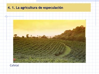 4. 1. La agricultura de especulación Cafetal 