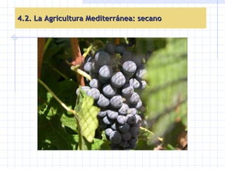 4.2. La Agricultura Mediterránea: secano 