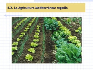 4.2. La Agricultura Mediterránea: regadío 