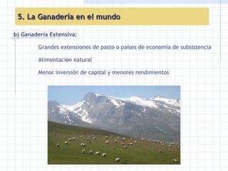 5. La Ganadería en el mundo b) Ganadería Extensiva: Grandes extensiones de pasto o países de economía de subsistencia Alimentación natural Menor inversión de capital y menores rendimientos 