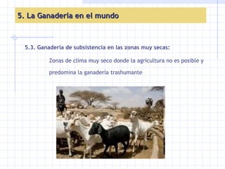 5. La Ganadería en el mundo 5.3. Ganadería de subsistencia en las zonas muy secas: Zonas de clima muy seco donde la agricultura no es posible y predomina la ganadería trashumante 