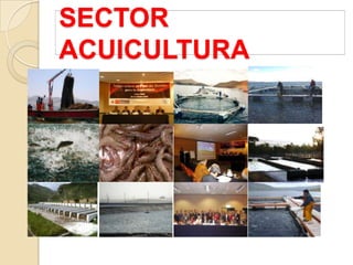 SECTOR
ACUICULTURA
 