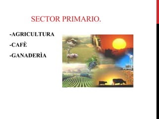 SECTOR PRIMARIO.
-AGRICULTURA
-CAFÈ
-GANADERÌA
 