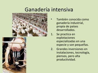 Ganadería intensiva
• También conocida como
ganadería industrial,
propia de países
desarrollados.
1. Se practica en
explotaciones
especializadas en una
especie y son pequeñas.
2. Grandes inversiones en
instalaciones, tecnología,
piensos, pero alta
productividad.
 