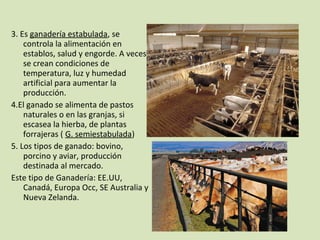 3. Es ganadería estabulada, se
controla la alimentación en
establos, salud y engorde. A veces
se crean condiciones de
temperatura, luz y humedad
artificial para aumentar la
producción.
4.El ganado se alimenta de pastos
naturales o en las granjas, si
escasea la hierba, de plantas
forrajeras ( G. semiestabulada)
5. Los tipos de ganado: bovino,
porcino y aviar, producción
destinada al mercado.
Este tipo de Ganadería: EE.UU,
Canadá, Europa Occ, SE Australia y
Nueva Zelanda.
 