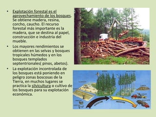 • Explotación forestal es el
aprovechamiento de los bosques.
Se obtiene madera, resina,
corcho, caucho. El recurso
forestal más importante es la
madera, que se destina al papel,
construcción e industria del
mueble.
• Los mayores rendimientos se
obtienen en las selvas y bosques
tropicales húmedos y en los
bosques templados
septentrionales( pinos, abetos).
• La explotación incontrolada de
los bosques está poniendo en
peligro zonas boscosas de la
Tierra, en muchos lugares se
practica la silvicultura o cultivo de
los bosques para su explotación
económica.
 