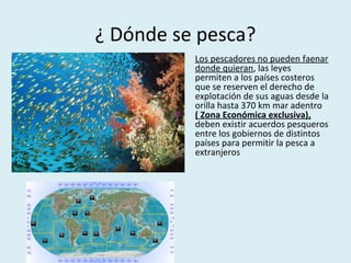 ¿ Dónde se pesca?
• Los pescadores no pueden faenar
donde quieran, las leyes
permiten a los países costeros
que se reserven el derecho de
explotación de sus aguas desde la
orilla hasta 370 km mar adentro
( Zona Económica exclusiva),
deben existir acuerdos pesqueros
entre los gobiernos de distintos
países para permitir la pesca a
extranjeros
 
