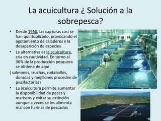 La acuicultura ¿ Solución a la
sobrepesca?
• Desde 1950, las capturas casi se
han quintuplicado, provocando el
agotamiento de caladeros y la
desaparición de especies.
• La alternativa es la acuicultura,
cría en cautividad. En torno al
36% de la producción pesquera
se obtiene de aquí
( salmones, truchas, rodaballos,
doradas y mejillones proceden de
piscifactorías)
• La acuicultura permite aumentar
la disponibilidad de peces y
mariscos y evitar su extinción
aunque a veces se les alimenta
mal con harinas de pescados
 