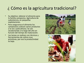 ¿ Cómo es la agricultura tradicional?
• Su objetivo: obtener el alimento para
la familia campesina. Agricultura de
subsistencia, en pequeñas
explotaciones.
• Para asegurarse el alimento los
campesinos cultivan varios productos
a la vez ( policultivos). Se van
recolectando a lo largo del año en
función del tiempo de maduración.
• Las tareas se realizan con técnicas y
herramientas de cultivo muy
primitivas, por eso la productividad
es baja.
 