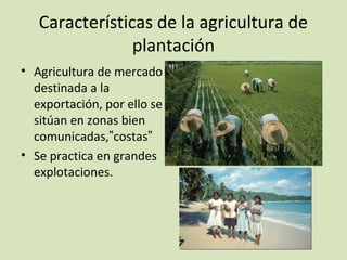 Características de la agricultura de
plantación
• Agricultura de mercado
destinada a la
exportación, por ello se
sitúan en zonas bien
comunicadas,”costas”
• Se practica en grandes
explotaciones.
 