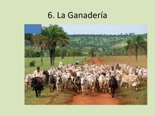 6. La Ganadería
 