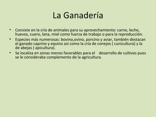La Ganadería
• Consiste en la cría de animales para su aprovechamiento: carne, leche,
huevos, cuero, lana, miel como fuerza de trabajo o para la reproducción.
• Especies más numerosas: bovino,ovino, porcino y aviar, también destacan
el ganado caprino y equino así como la cría de conejos ( cunicultura) y la
de abejas ( apicultura).
• Se localiza en zonas menos favorables para el desarrollo de cultivos pues
se le consideraba complemento de la agricultura.
 