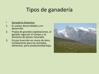 Tipos de ganadería
• Ganadería Extensiva:
1. En países desarrollados y en
desarrollo.
2. Propia de grandes explotaciones, el
ganado vaga por el campo y se
alimenta de pastos naturales.
3. Escasa inversión en mano de obra,
instalaciones para los animales,
alimentos, pero productividad baja.
 