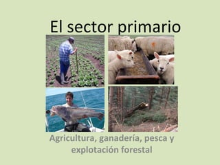 El sector primario
Agricultura, ganadería, pesca y
explotación forestal
 