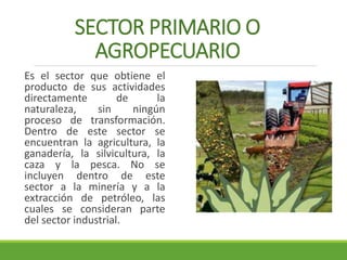 SECTOR PRIMARIO O 
AGROPECUARIO 
Es el sector que obtiene el 
producto de sus actividades 
directamente de la 
naturaleza, sin ningún 
proceso de transformación. 
Dentro de este sector se 
encuentran la agricultura, la 
ganadería, la silvicultura, la 
caza y la pesca. No se 
incluyen dentro de este 
sector a la minería y a la 
extracción de petróleo, las 
cuales se consideran parte 
del sector industrial. 
 
