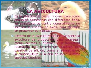 LA AVICULTURA
 Es la práctica de cuidar y criar aves como
  animales domésticos con diferentes fines.
  La avicultura se centra generalmente no
  solo en la crianza de aves, sino también
  en preservar su hábitat .
 Dentro de la avicultura se incluye tanto la
 avicultura de producción para conseguir
 carne, plumas o huevos; y la avicultura
 recreativa con la cría de especies por
 cuestión de afición, como el silvestrismo,
 la canaricultura o la cría de loros u otras
 especies exóticas.
 
