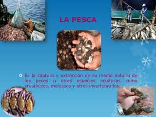 LA PESCA




 Es la captura y extracción de su medio natural de
  los peces u otras especies acuáticas como
  crustáceos, moluscos y otros invertebrados.
 