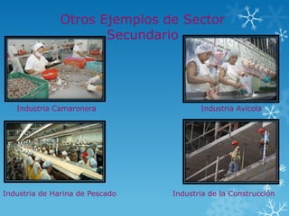 Otros Ejemplos de Sector
                      Secundario




   Industria Camaronera                 Industria Avícola




Industria de Harina de Pescado   Industria de la Construcción
 
