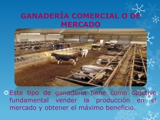 GANADERÍA COMERCIAL O DE
           MERCADO




Este tipo de ganadería tiene como objetivo
 fundamental vender la producción en el
 mercado y obtener el máximo beneficio.
 