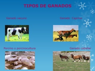 TIPOS DE GANADOS

 Ganado vacuno             Ganado Caprino




Porcino o porcinocultura         Ganado caballar
 