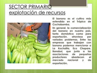 SECTOR PRIMARIO
explotación de recursos
El banano es el cultivo más
extendido en el Trópico de
Cochabamba.
En general, la comercialización
del banano en nuestro país,
tanto doméstica como para
exportación, atraviesa por
variados problemas. Entre las
empresas que trabajan con
banano podemos mencionar a
La Kochalita, Eco Chapare,
Banabol, que junto a las
asociaciones de pequeños
productores abastecen el
mercado nacional y de
exportación.
 