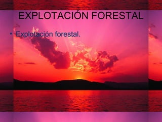 EXPLOTACIÓN FORESTAL
• Explotación forestal.
 
