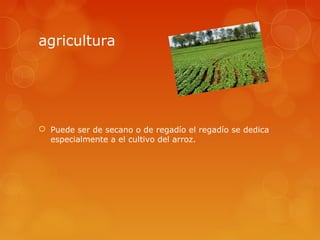 agricultura




 Puede ser de secano o de regadío el regadío se dedica
  especialmente a el cultivo del arroz.
 