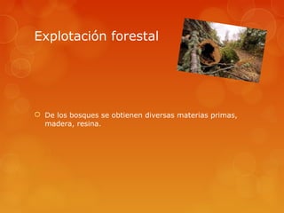 Explotación forestal




 De los bosques se obtienen diversas materias primas,
  madera, resina.
 